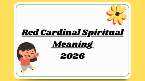 Red Cardinal Spiritual Meaning