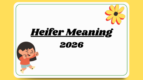 Heifer Meaning