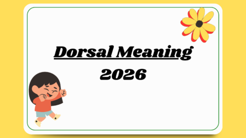 Dorsal Meaning